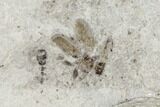 Fossil Beetle (Coleoptera) Cluster - Green River Formation, Utah #109123-2